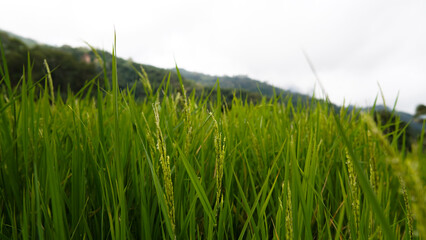 Fototapeta premium green paddy field and blue sky