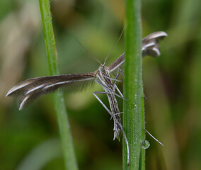 Moth the plume, Merrifieldia, sitting on a plant stem