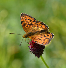 Fototapeta premium Butterfly Argynnis sitting on a wild field flower