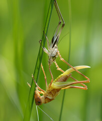 Grasshopper molting, sitting on a plant stem near its old skin