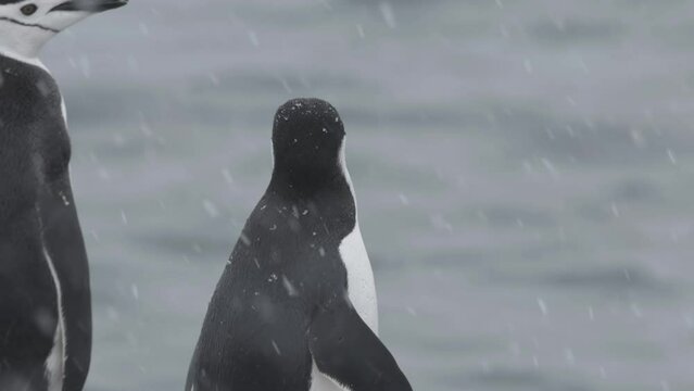 Chinstrap penguin portrait in the snow, Antarctica
Chinstrap penguins wildlife in Antarctica, February 2023 
