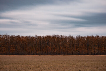 autumn landscape with trees and sky