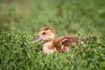 A little duckling in the green grass