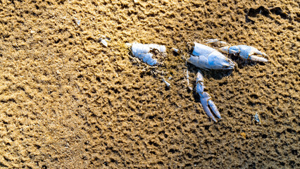 Crayfish Exoskeleton, Sac Bay, Garden Peninsula, Michigan