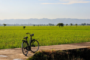 Fototapeta na wymiar old bicycle with rice fields in the background.