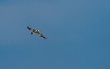 A South American tern flying over the Amazon River