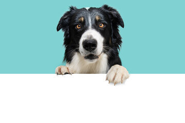 Banner summer border collie dog, hanging its paws in a blank. Isolated on blue background.