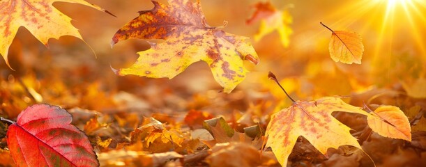 Falling colored leaves in park at sunset.