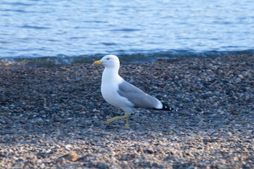seagull on the beach