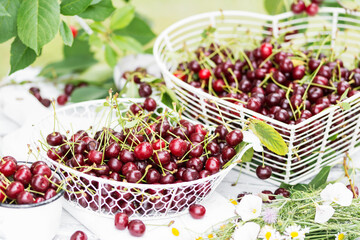 Freshly gathered juicy red cherries  in white metal containers closeup , red cherries in garden on white wooden table in cherry tree leaves background