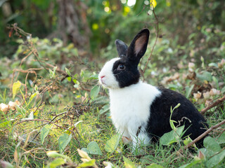 Black and white rabbit at green meadow. Lovely action of young rabbit in field.