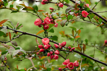 Chinese quince blossom in spring. Flowering orange buds.