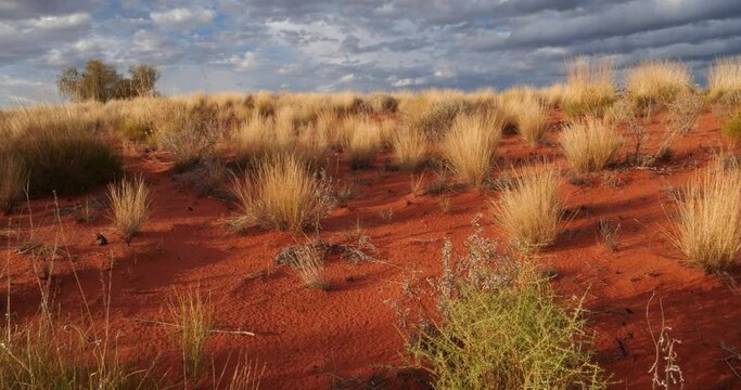 Outback Australia Red Desert Landscape, Dry Arid Grasslands