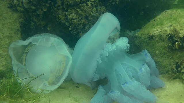 Numerous bodies of dead and still alive Barrel jellyfish (Rhizostoma pulmo) cover the coastal bottom after a storm.