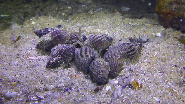 Netted Dog Whelk (Nassarius reticulatus) gastropods gather in large numbers at the site of the death of the marine animal.