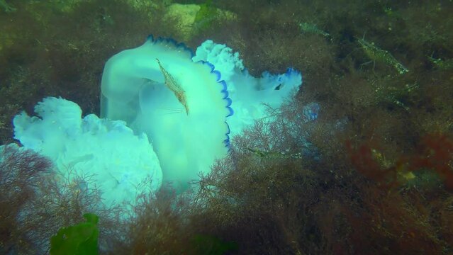 The dying Barrel jellyfish (Rhizostoma pulmo) is an excellent food for shrimp and other marine life. Shrimp can still eat live jellyfish.
