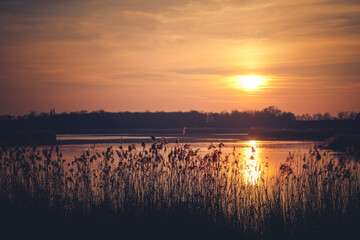 Beautiful bright landscape. Sunset over the lake in the spring forest. Silhouettes of reeds in the light of the sun