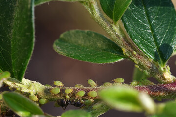 Aphids suck the sap from plants. Ants guard their aphids. Selective focus.