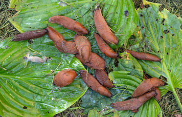 A large accumulation of portuguese slugs on gnawed hosta leaves. Selective focus.