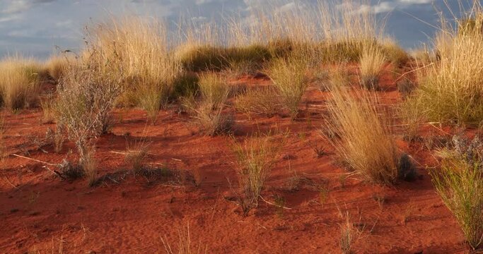 Outback Australia Red Desert Landscape, Dry Arid Grasslands