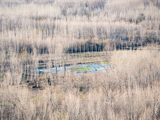 Poplar (Populus) cultivation field for its subsequent sale, without leaves during the winter and a clearing in the center which has flooded due to the rains during the winter season