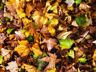 Beautiful many colorful autumn leaves lay on the ground