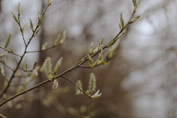 Spring background catkins on tree branches. Selective focus.