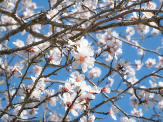 Multitude of white flowers of the almond tree (Prunus Dulcis) growing on the branches of the tree showing the beauty of nature on a sunny day and a nice blue sky