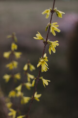 Blooming yellow flowers of the tree in early spring. Spring branches of a flowering tree on a sunny day
