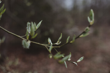 tree branch with buds background, hello spring concept. Palm Sunday symbol, catkins for Easter background