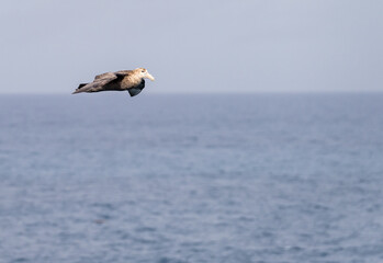 Naklejka premium Southern giant petrel bird soaring alongside ship in South Atlantic near Falkland Islands