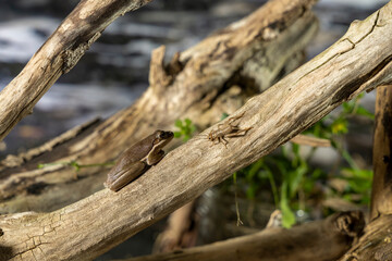 A tree frog is any species of frog that spends a major portion of its lifespan in trees, known as an arboreal state