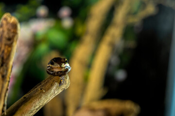 A tree frog is any species of frog that spends a major portion of its lifespan in trees, known as an arboreal state