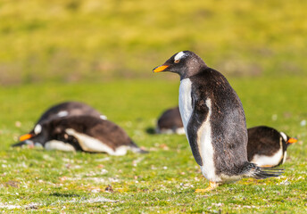 Gentoo penguin standing by other penguins at Bluff Cove on Falkland Islands
