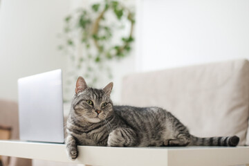 Fototapeta na wymiar scottish straight gray cat working at the computer at home online