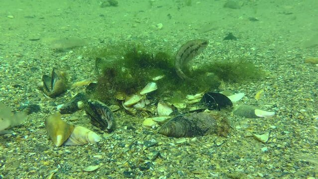 Reproduction of Gray wrasse (Symphodus cinereus): when the eggs in the nest built of algae are already deposited, the male guards and ventilates the nest.