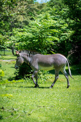 Fototapeta na wymiar Zebra in nature
