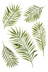 Green palm leaf. Tropical plants. Watercolor botany.