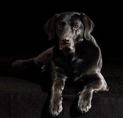 Schwarzer Labrador vor schwarzem Hintergrund