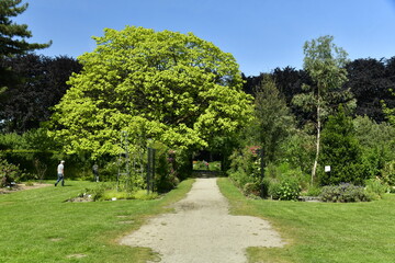 L'arbre à feuillage clair en boule au jardin médicinal au Vrijbroekpark à Malines 