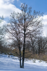 Scenic view of Akfadou Forest in Bejaia covered by snow