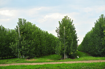Fototapeta na wymiar rows of apple trees in an apple orchard on a background of green grass and sky.