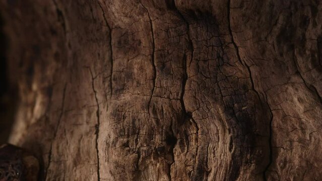 brown old snag. aged wood texture. driftwood closeup. dry branches and roots of a pomegranate tree macro shot. High quality 4k footage