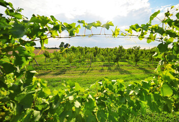 Fototapety na wymiar - Fototapeta24.pl