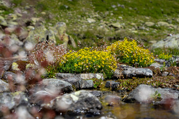 Yellow flowers buttercup at an alpine creek