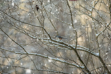 Mountain Cardinals in the Snow