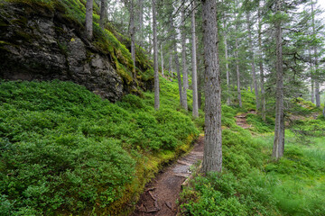 Forest with a path through the moss ground