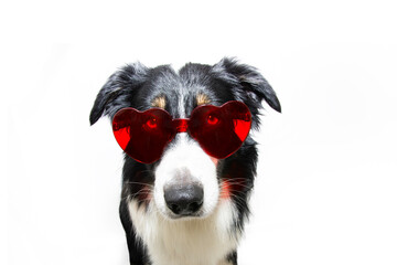 Border collir puppy dog celebrating valentine's day wearing a red heart glasses. Isolated on white background