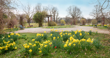 idyllic springlike park landscape with blooming daffodils, Westpark Munich