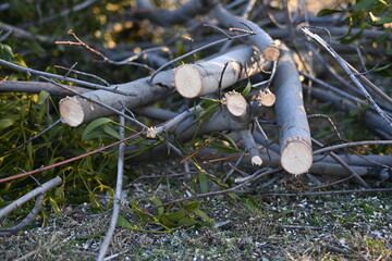 spring pruning of trees, cut tree trunks, moss-covered arbor trunks, cut branches of shrubs, mistletoe on branches, sanitary pruning of trees, trimming trees,  pruning trees, gray logs of wood